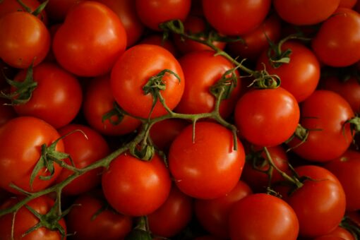 fresh tomatoes on vine