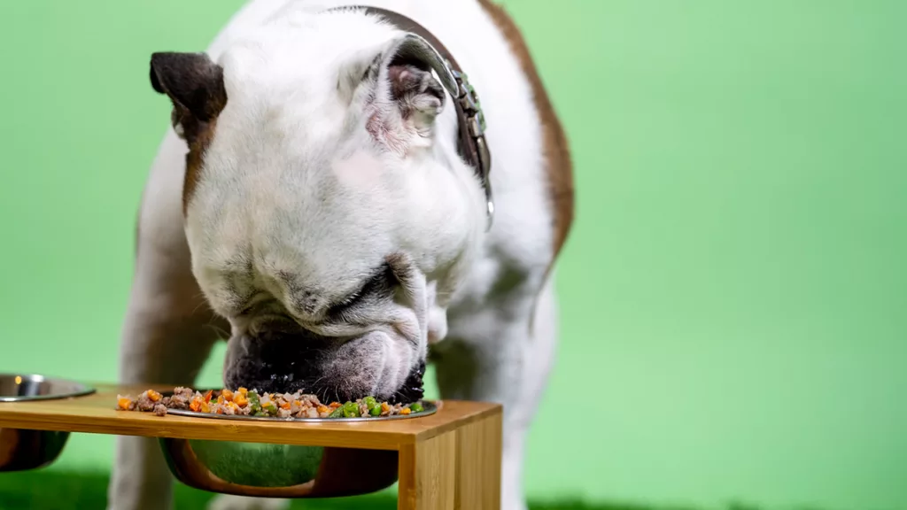 dog eating vegan food