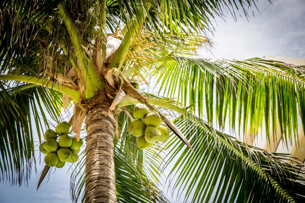 Coconut Milk vs. Coconut Cream