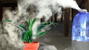 Humidifiers for Your Indoor Plants