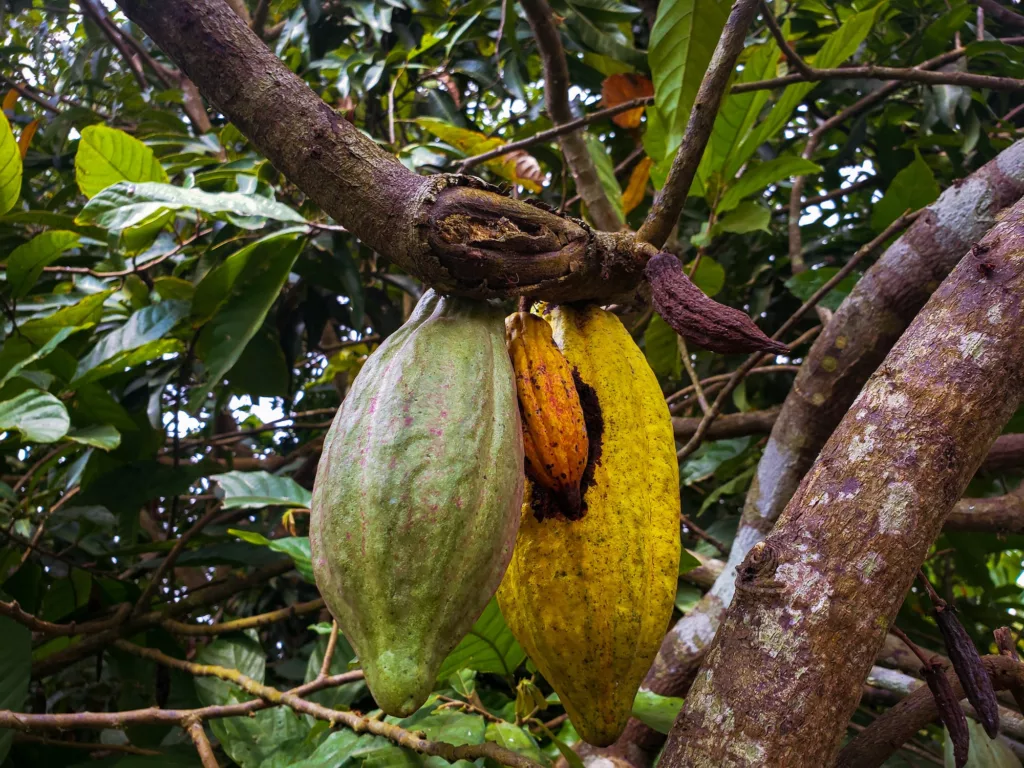 cocao-plant