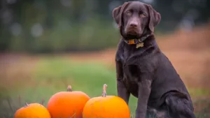 dog-with-pumpkins