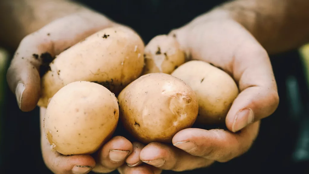 yukon gold potatoes in hands